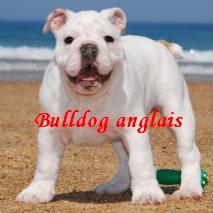 bulldog anglais - metakisbulls I am